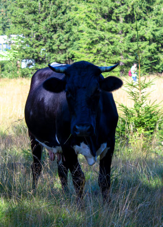 Summer Cows in Field Countryside. Cows in the Mountains Looking at Camera.の写真素材