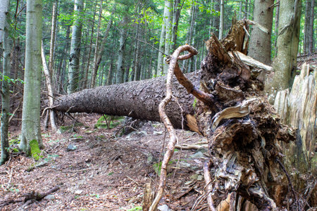 View of a Fallen Smereka Tree in the Carpathian Forest, Ukraine.