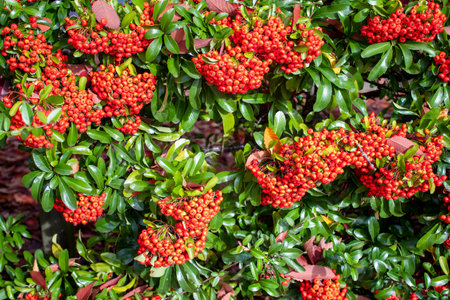 Rowan Bush with Orange Berries. Beauty of Nature.の写真素材