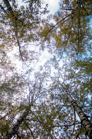 Majestic view up to the treetops in a birch forest with autumn foliage, sun rays and blue sky.