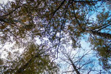 Majestic view up to the treetops in a birch forest with autumn foliage, sun rays and blue sky.