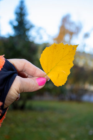 Autumn leaf in a human hand, women holding autumn leaf.