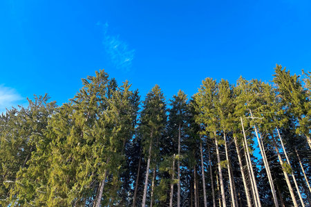 Beautiful pine trees. The top tree leaves on a blue background.