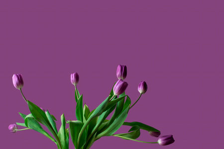 Freshly cut tulips in a bouquet. A set of tulip flowers isolated on a serene background.の写真素材