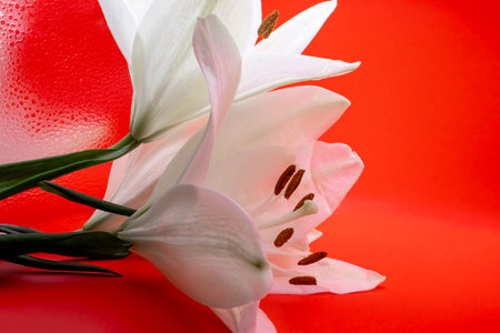 Beautiful white lily on a red background. Copy space for your text or advertisement.の写真素材