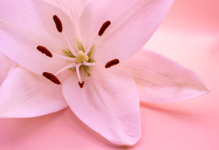 Beautiful white lily on a light and delicate background. Copy space for your text or advertisement.の写真素材