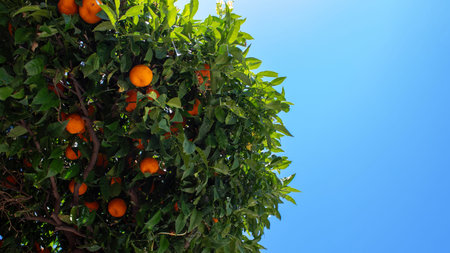 Ripe oranges hang from a lush green tree under a bright blue sky, showing the beauty of nature on a sunny day in a warm climate.の写真素材