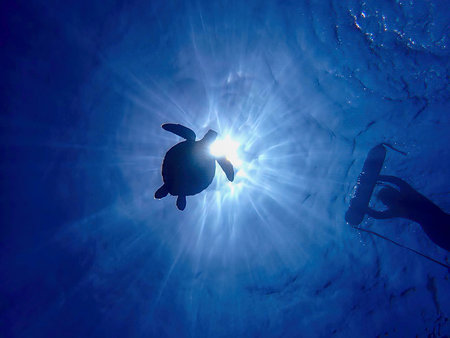 A green sea turtle glides elegantly beneath the shimmering surface of a tropical ocean. Rays of...