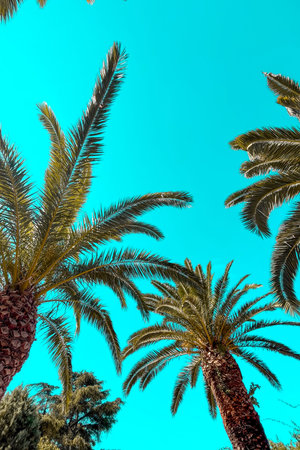 Tall palm trees stretch upwards against a clear blue sky, showing the beauty of nature on a sunny...