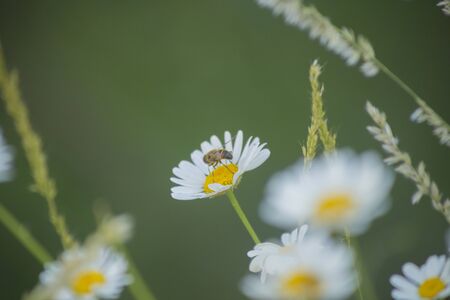 Bee feeding in a Daisy Flowerの写真素材