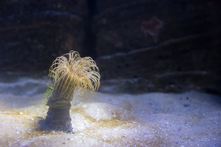 Sea anemone in the sandの写真素材