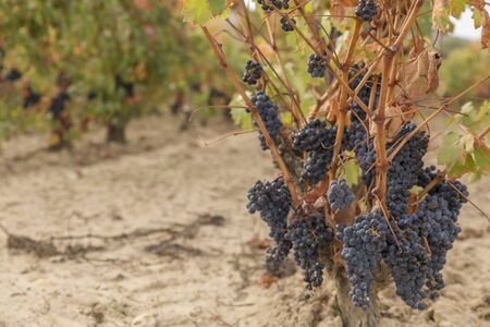 Clusters of grapes in a vineyard in autumnの写真素材