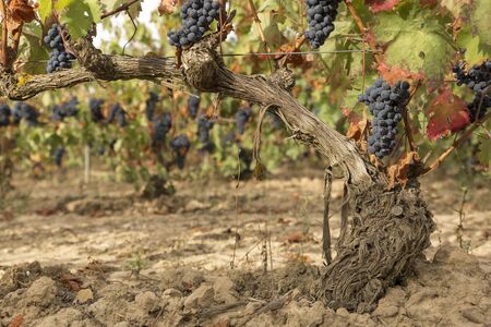 Clusters of grapes in a vineyard in autumnの写真素材