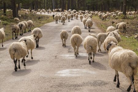 Flock of sheep walking by the roadの写真素材