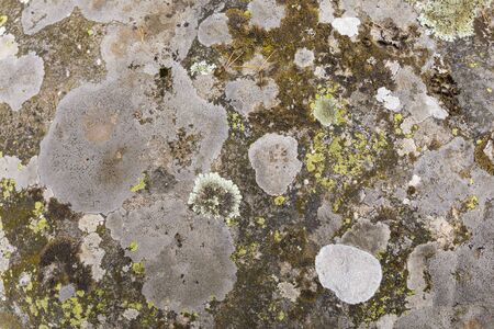 Lichens in a rockの写真素材