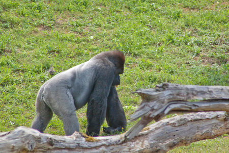 Side view of a gorilla in the zoo
