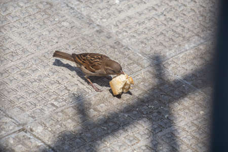 Little sparrow and a piece of breadの写真素材