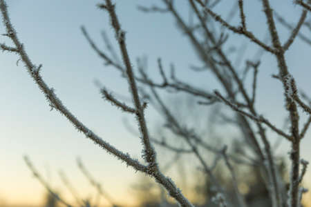 Frozen branches of a tree in winterの写真素材