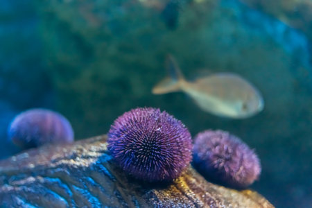 Close up photo of sea urchins