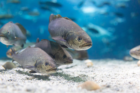 Many fishes in the aquarium