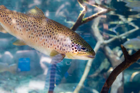 Close up image of a trout in an aquariumの写真素材