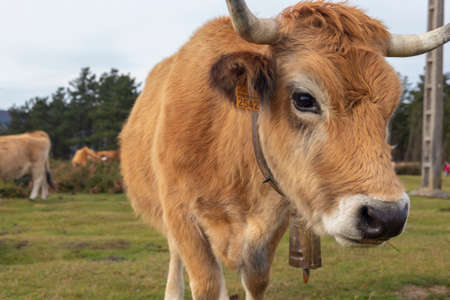 A cow in the natureの写真素材