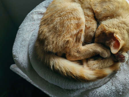 Orange little cat sleeping in his bedの写真素材