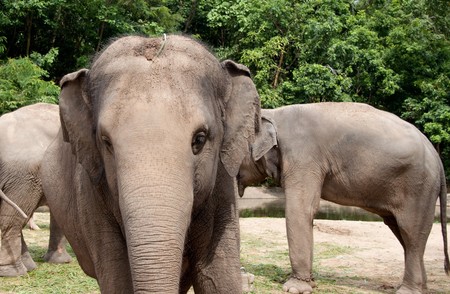 The elephent group in Thailand.の写真素材