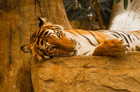 Tiger laying on a big rock.の写真素材