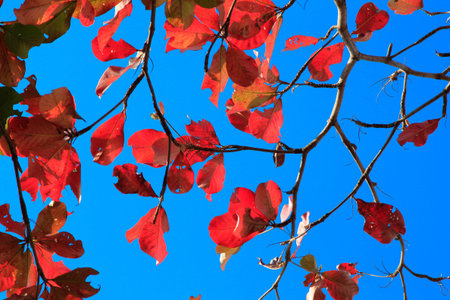 abstract of indian almond on blue sky background