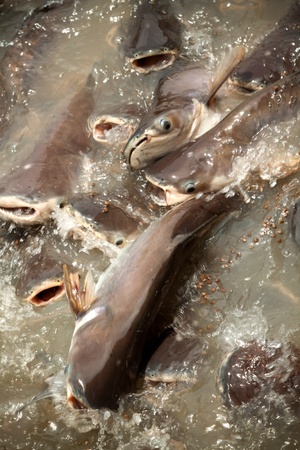 feeding group of catfish in river of thailandの写真素材