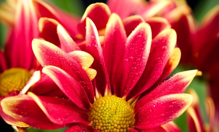 close-up of red and yellow chrysanthemum flowerの写真素材