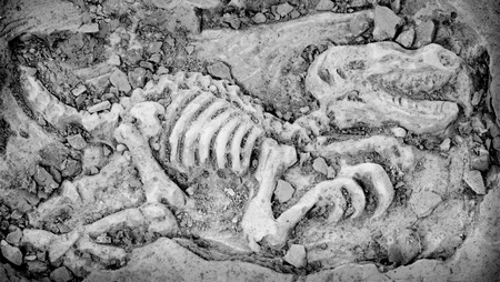 fake dinosaur fossil that made as kids toyの写真素材