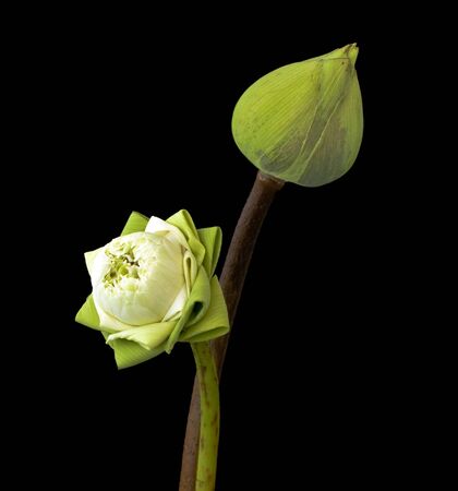 two green lotus flower on black backgroundの写真素材