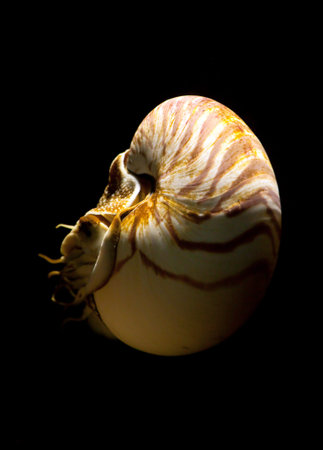 nautilus or pompilius in asia aquarium