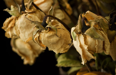 dry yellow rose on dark background