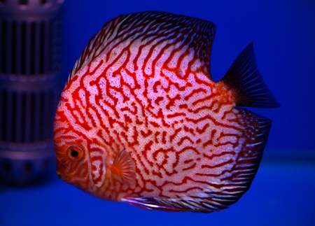 colorful pompadour fish in blue fishtankの写真素材