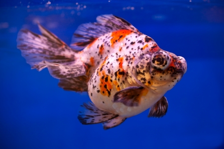 colorful goldfish swimming in blue fishtankの写真素材