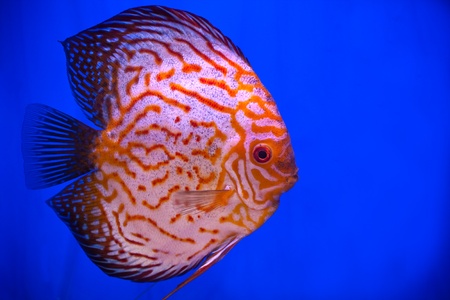 colorful pompadour fish in blue fishtankの写真素材