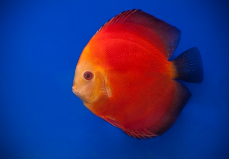 orange pompadour fish in blue fishtankの写真素材