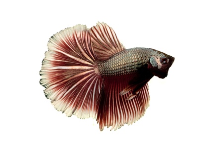 red-silver siamese fighting fish on white backgroundの写真素材
