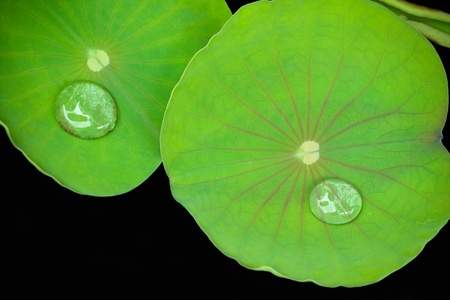 water drop on lotus leaveの写真素材