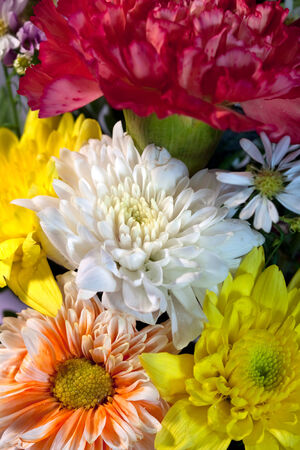 group of colorful chrysanthemum flowerの写真素材