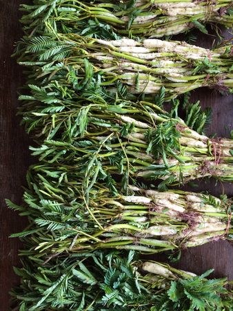 Water mimosaの素材