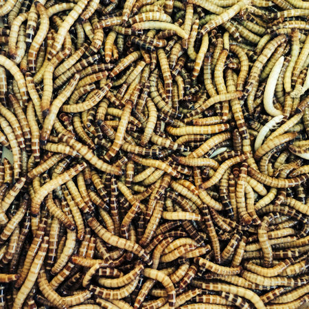 Mealworm