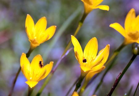 yellow rainlily in gardenの写真素材