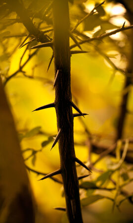 the thorn in the woodの写真素材