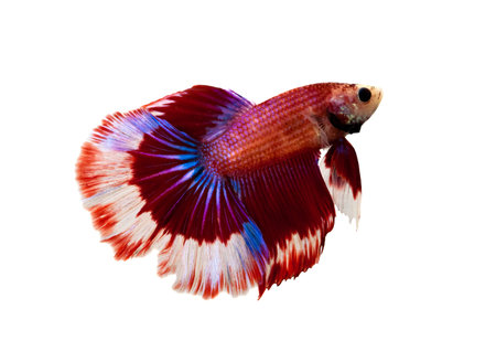 fancy siamese fighting fish
