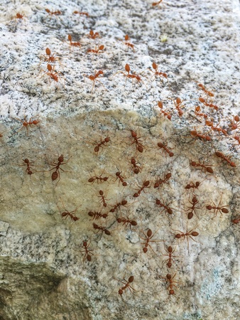 Group of working red ants walking on a rock の素材
