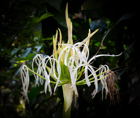 white crinum lily flower in gardenの写真素材